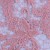 Çiçek Desenli Kalın Kordoneli Güpür Pudra Kumaş - K9580